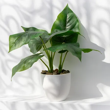 בית הארחה Navial 1