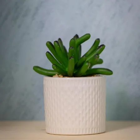 בית הארחה Navial 1