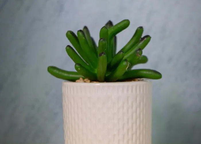 ゲストハウス Navial 1